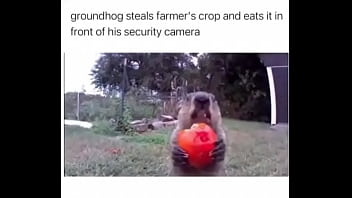 Furry Absolutely Fucks Farmer Over thumbnail