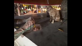 Nothing to see here not a crazy cat lady feeding stray cats in thailand d Nothing to see here not a crazy cat lady feeding stray cats in thailand d