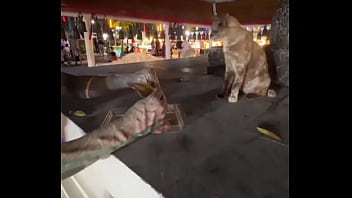 Nothing to see here not a crazy cat lady feeding stray cats in thailand d