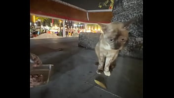 Nothing to see here not a crazy cat lady feeding stray cats in thailand d