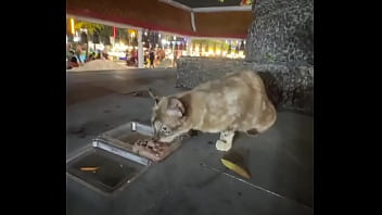 Nothing To See Here Not A Crazy Cat Lady Feeding Stray Cats In Thailand D thumbnail