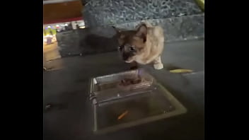 Nothing to see here not a crazy cat lady feeding stray cats in thailand d