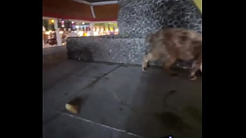 Nothing to see here not a crazy cat lady feeding stray cats in thailand d