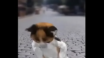 Felino Danzando thumbnail