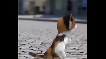 Felino danzando