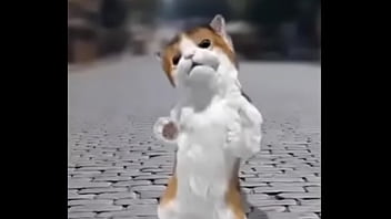 Felino Danzando thumbnail