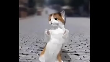 Felino danzando