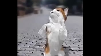 Felino Danzando thumbnail