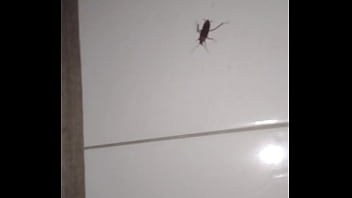 Insect with curt cobain