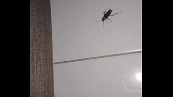 Insect with curt cobain