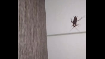 Insect with curt cobain