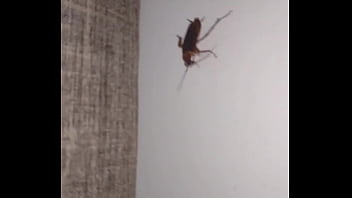 Insect with curt cobain