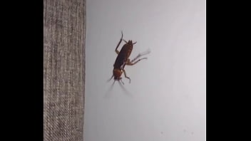 Insect with curt cobain