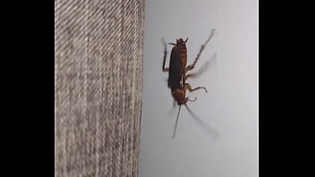 Insect with curt cobain