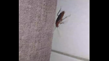 Insect with curt cobain Insect with curt cobain