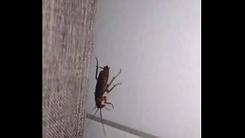 Insect with curt cobain