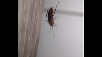 Insect With Curt Cobain thumbnail