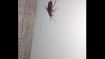 Insect With Curt Cobain thumbnail