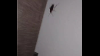 Insect with curt cobain