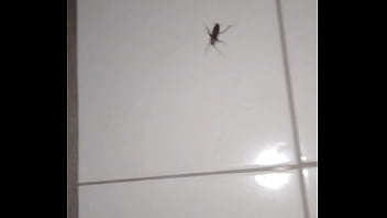 Insect with curt cobain