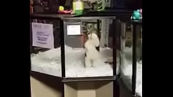 Perro Bailando Ajajjajajaaaj thumbnail