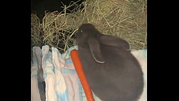 Welcome our new flemish bbit fnk sinat