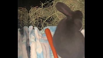 Welcome our new flemish bbit fnk sinat