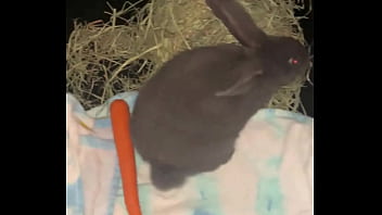 Welcome our new flemish bbit fnk sinat