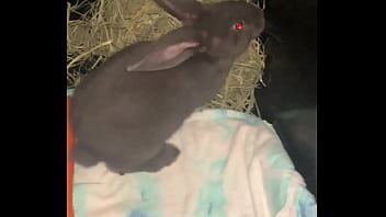 Welcome our new flemish bbit fnk sinat