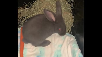 Welcome our new flemish bbit fnk sinat