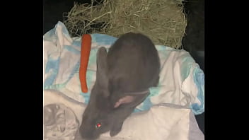 Welcome our new flemish bbit fnk sinat