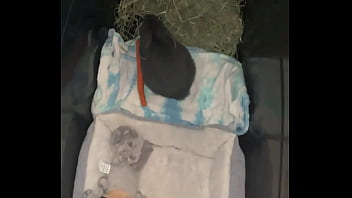 Welcome our new flemish bbit fnk sinat