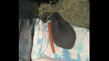 Welcome our new flemish bbit fnk sinat