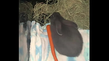 Welcome our new flemish bbit fnk sinat