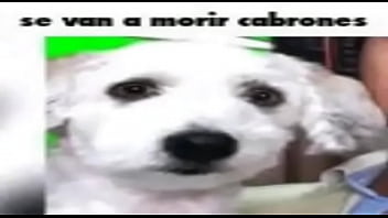 Holaaaa soy el pepeeeee