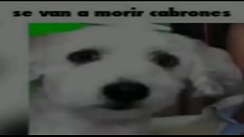 Holaaaa soy el pepeeeee