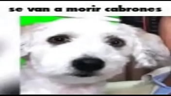 Holaaaa soy el pepeeeee