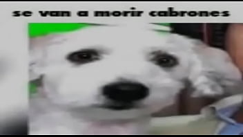 Holaaaa soy el pepeeeee