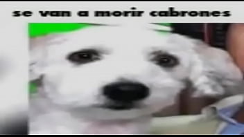 Holaaaa soy el pepeeeee