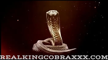King cobra has the best cock 1 blonde bombshell preston lee loves taking the big black cobra