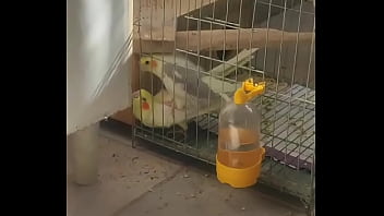 Metendo firme na piriquita