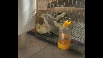 Metendo firme na piriquita