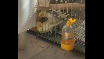 Metendo firme na piriquita