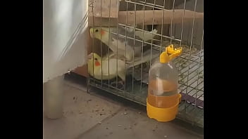 Metendo firme na piriquita