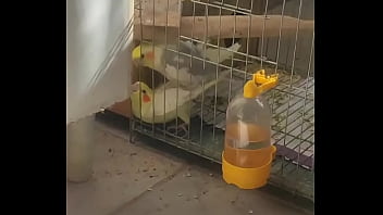 Metendo firme na piriquita