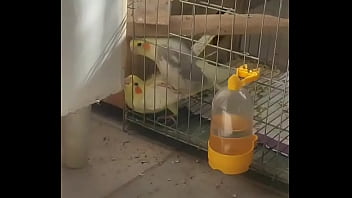 Metendo firme na piriquita