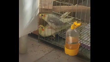 Metendo firme na piriquita