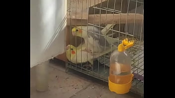 Metendo firme na piriquita