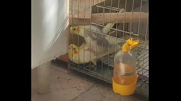 Metendo firme na piriquita