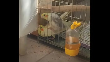 Metendo firme na piriquita